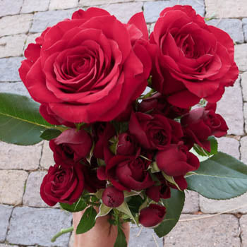 Save the Rose Family Box