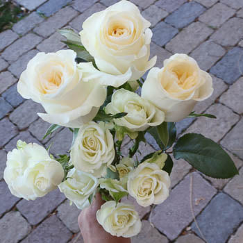 Save the Rose Family Box