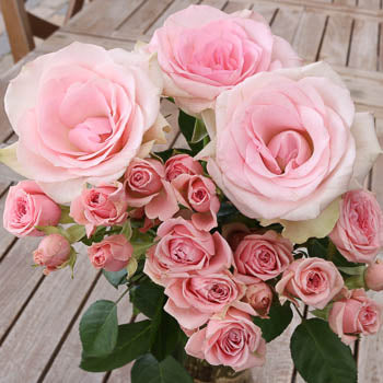Save the Rose Family Box