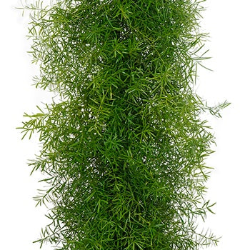 Sprengeri Fern Garland