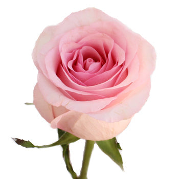 Fresh Cut Rose Sweet Pink