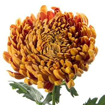 Bronze Football Mum Flower