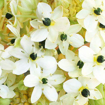 Arabacum Star of Bethlehem White Flower