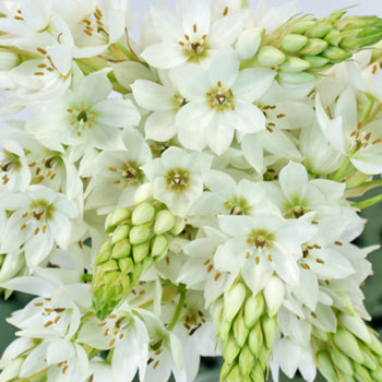 Star of Bethlehem White Flower