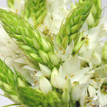 Star of Bethlehem White Flower