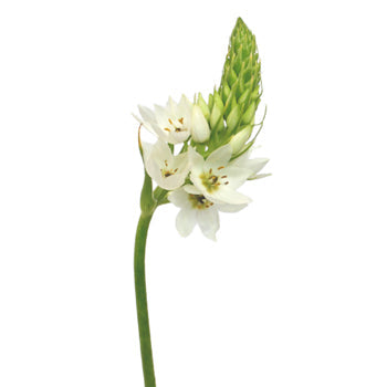 Star of Bethlehem White Flower