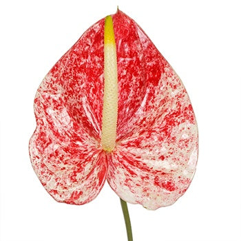 Anthurium Firecracker Tropical Flower