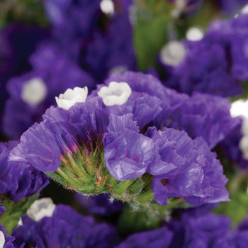 Tissue Culture Statice Purplish Blue Flower