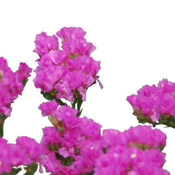 Statice Filler Flower Tinted Bright Pink
