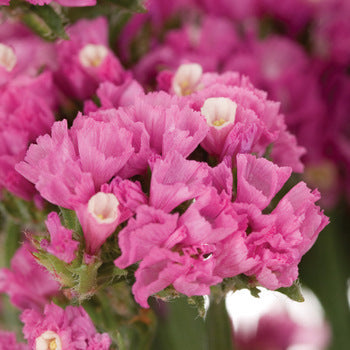 Statice Filler Flower Tinted Bright Pink
