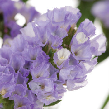 Tissue Culture Statice Lavender Flower