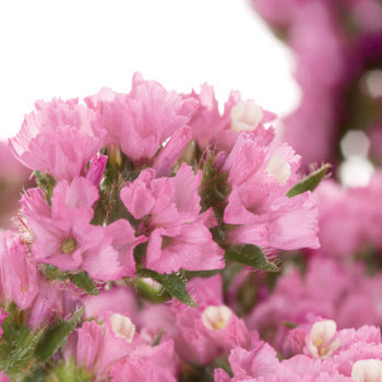 Tissue Culture Statice Medium Pink Flower