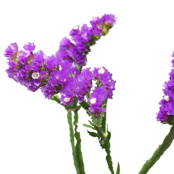Tissue Culture Statice Purple Flower