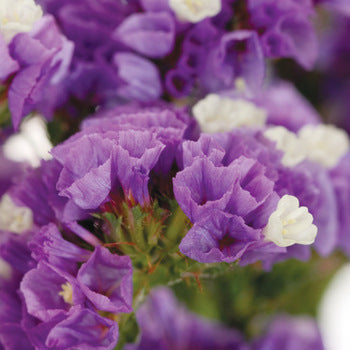Tissue Culture Statice Purple Flower