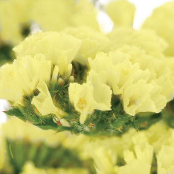 Tissue Culture Statice Yellow Flower