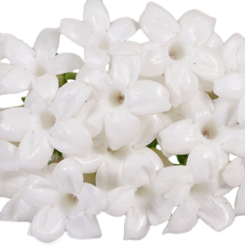 Bulk Stephanotis White Flower