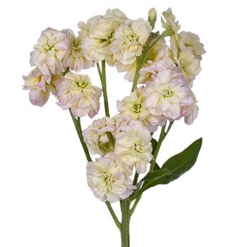Stock Flower Blush Spray Stem