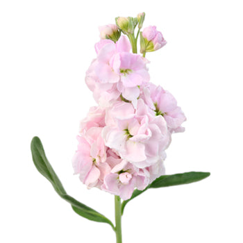 Stock Flower El Aleli Sweetheart Pink Stem