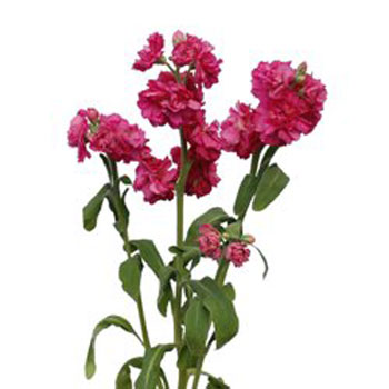 Stock Flower Hot Pink Spray Spray Stem