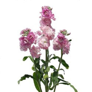 Stock Flower Light Pink Spray Stem