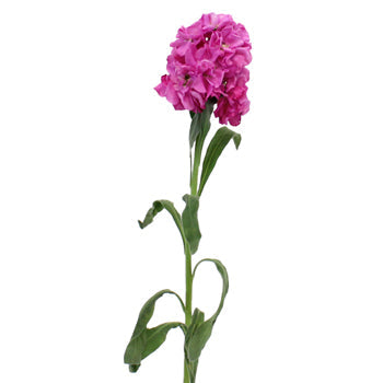 Stock Flowers Pacific Pink Stem