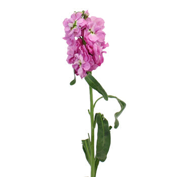 Stock Flower Pacific Pink Spray Stem