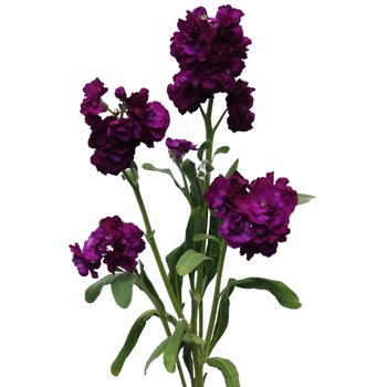 Stock Flower Purple Red Spray Stem
