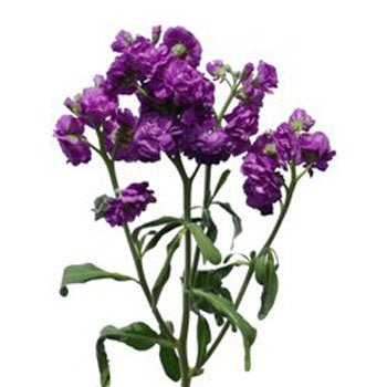 Stock Flower Purple Spray Stem