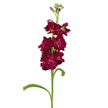 Stock Flower Roseberry Stem