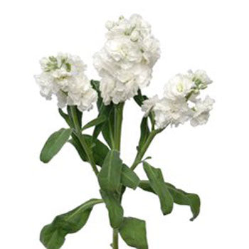 Stock Flower White Spray Stem