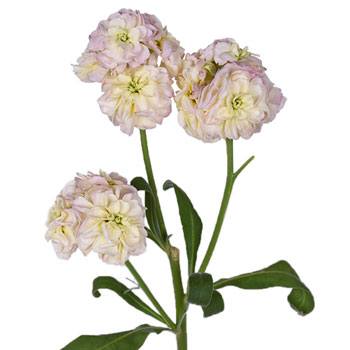 Stock Flowers Blush Spray Stem
