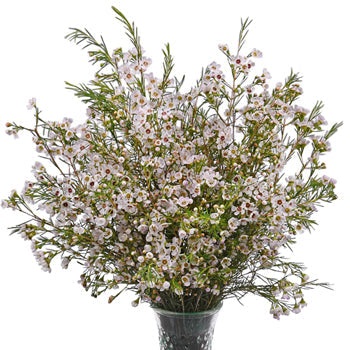 White Wax Flower December to May Delivery
