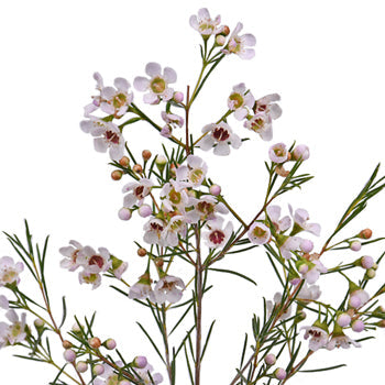 White Wax Flower December to May Delivery