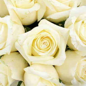 Sublime Champagne Bulk Rose