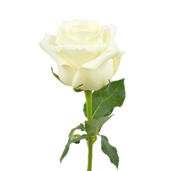 Sublime Champagne Rose Wholesale