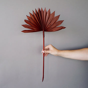 Dried Mocha Sun Palms