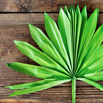 Dried Emerald Green Sun Palm