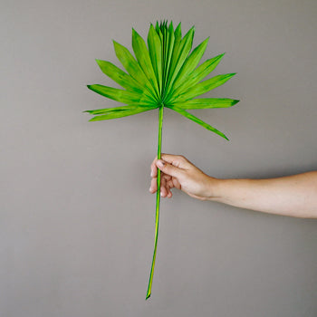 Dried Emerald Green Sun Palm