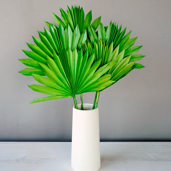 Dried Emerald Green Sun Palm
