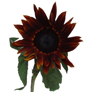 Chocolate Sunflowers