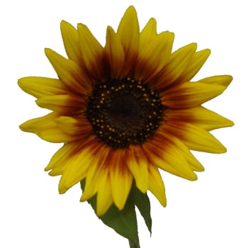 Ring of Fire Sunflowers