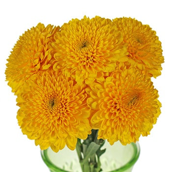 Sunny Yellow Bahlia Flower