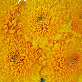 Sunny Yellow Bahlia Flower