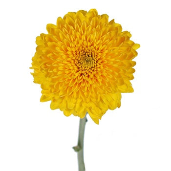 Sunny Yellow Bahlia Flower