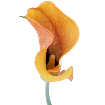 Sunset Colors Mini Calla Lily