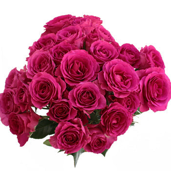 Raspberry Fuchsia Spray Rose