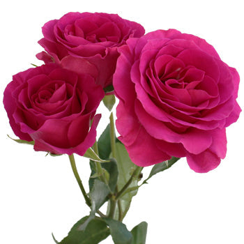 Raspberry Fuchsia Spray Rose