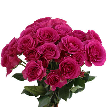 Raspberry Fuchsia Spray Rose