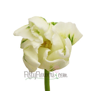 Mint Green Parrot Novelty Tulips