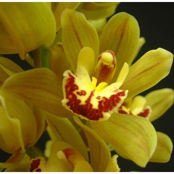 Mini Cymbidium Orchids Yellow Apricot